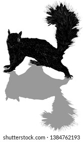 ilustración con esbozo de ardilla única aislado en fondo blanco