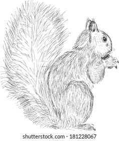 ilustración con esbozo de ardilla única aislado en fondo blanco