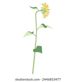 Illustration of a single sunflower, icon, sideways sunflower