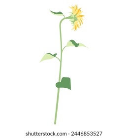 Illustration of a single sunflower, icon, sideways sunflower