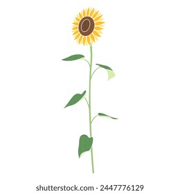 Illustration of a single sunflower, icon, vector