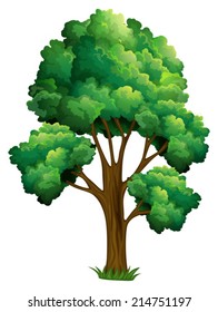 Illustration of a single tree