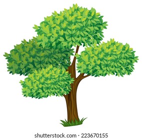 Illustration of a single tree