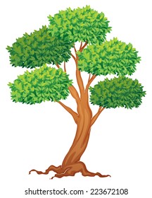 Illustration of a single tree