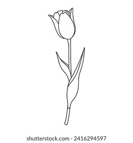 Illustration of a single tulip Line drawing Vector