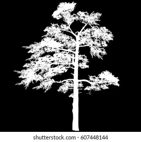 illustration with single white pine silhouette isolated on black background