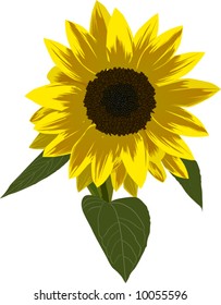 illustration with single yellow sunflower isolated on white background