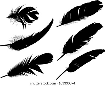 illustration with six black feathers on white background