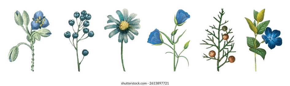Illustration of six different blue flowers and plants. Each flower is unique, showcasing shades of blue and green leaves. Botanical art with blue flowers. Spring flower illustrations, isolated vectors