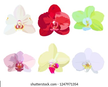 Illustration of six different colors of orchids of different colors. Orchids are red, white, lemon, pink, cream. Flowering home plant. Botanical illustration of orchids flowers. Blooming orchids. 