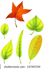 34,346 Leaves Of Different Shapes Images, Stock Photos & Vectors ...