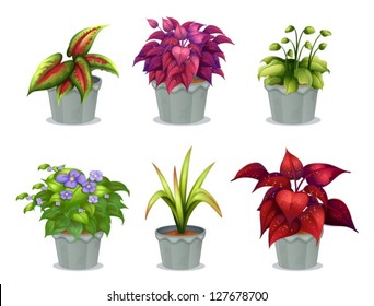 Illustration of six different plants on a white background