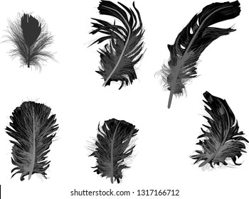 illustration with six feathers isolated on white background