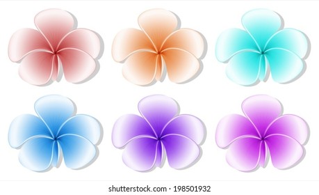 Illustration of the six flowers on a white background