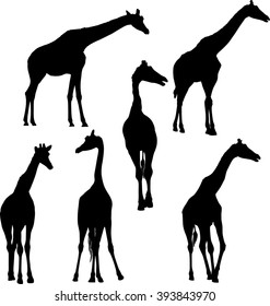 illustration with six giraffe silhouettes isolated on white