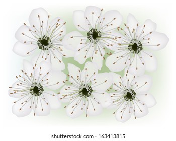 ilustración con seis flores claras