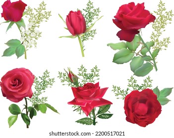 illustration with six red rose flowers isolated on white background