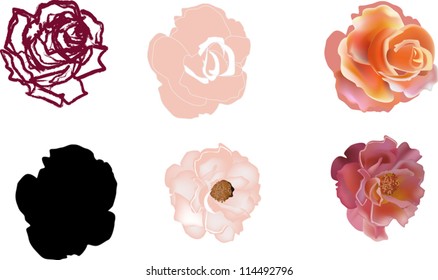 illustration with six roses isolated on white background