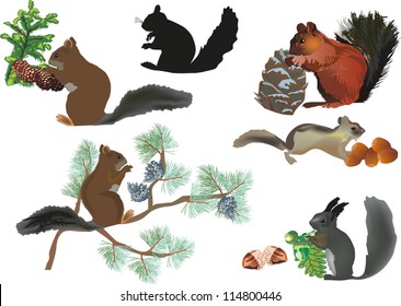 illustration with six squirrels isolated on white background