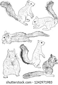ilustración con seis ardillas aisladas en fondo blanco