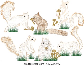 illustration with six squirrels isolated on white background