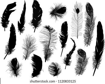 illustration with sixteen black feathers isolated on white background