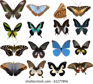illustration with sixteen color butterflies isolated on white background