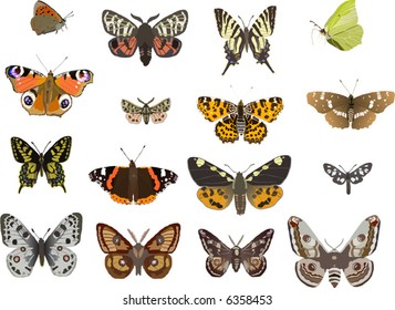 illustration with sixteen different butterflies isolated on white background