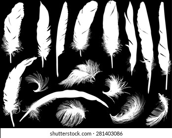 illustration with sixteen white feathers isolated on black background