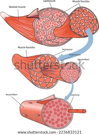 Illustration  of skeletal muscle anatomy - vector
