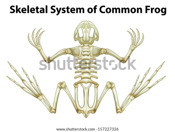 Illustration Skeletal System Common Frog On Stock Vector (Royalty Free ...