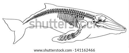 Illustration Skeleton Whale Stock Vector (Royalty Free) 141162466 ...