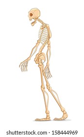 illustration of skelton on white background