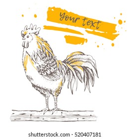 Illustration - sketch cock. Series of farm animals. Graphics, handmade drawing Rooster. Vintage engraving style. Chicken birds are standing on a tree branch. There are place for text