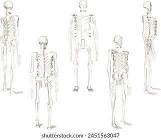 illustration sketch design vector drawing of standing primate skull skeleton