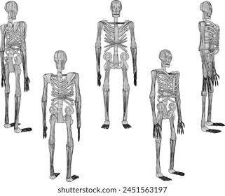 illustration sketch design vector drawing of standing primate skull skeleton