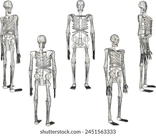 illustration sketch design vector drawing of standing primate skull skeleton