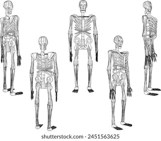 illustration sketch design vector drawing of standing primate skull skeleton