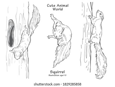 Illustration Sketch Hand drawing squirrel, Animal world cute vector eps10