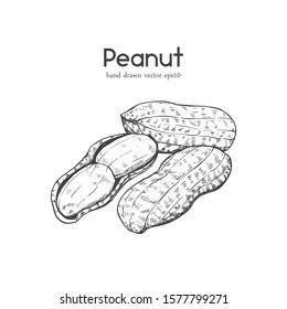 Illustration Sketch Hand drawn Peanuts,  
for Artwork, Logo, Packaging, monochrome ink style outline vector eps10.