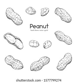 Illustration Sketch Hand drawn Set Peanuts,  
for Artwork, Logo, Packaging, monochrome ink style outline vector eps10.