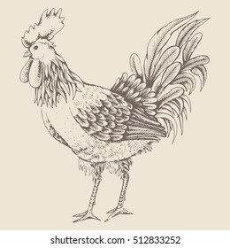 Illustration - sketch profile rooster. Series of farm animals. Graphics, handmade drawing cock. Vintage engraving style. Isolated cock are standing on a ground. Rooster symbol of Chinese New Year 2017