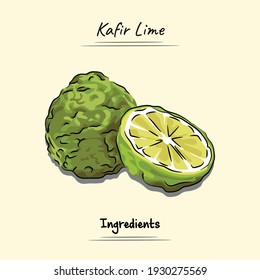 Illustration sketch and vector style of kaffir lime. Good to use for restaurant menu, Food recipe book, and food ingredients content.
