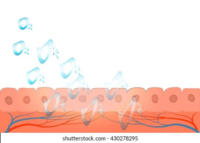 illustration of skin and oxygen molecules. cosmetology