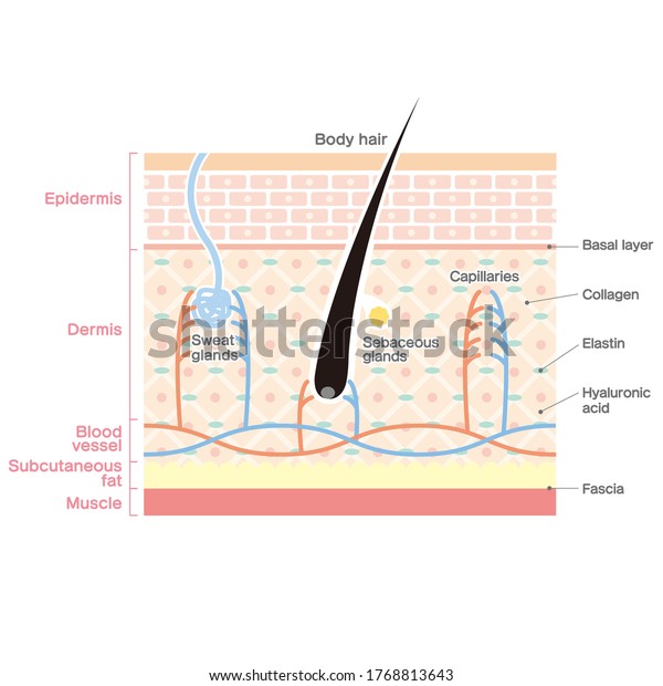 Illustration Skin Structure Cross Section Stock Vector (Royalty Free ...