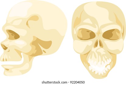 illustration skull bone