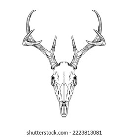 Illustration of skull Deer head