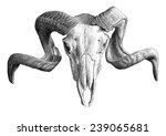 illustration with  skull. hand draw.