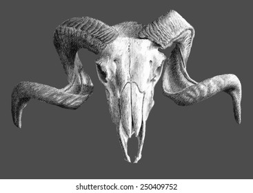 illustration with skull. hand drawn.