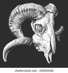 illustration with  skull. hand drawn